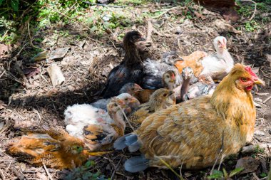 Onun kızlarla otlatma tavuk