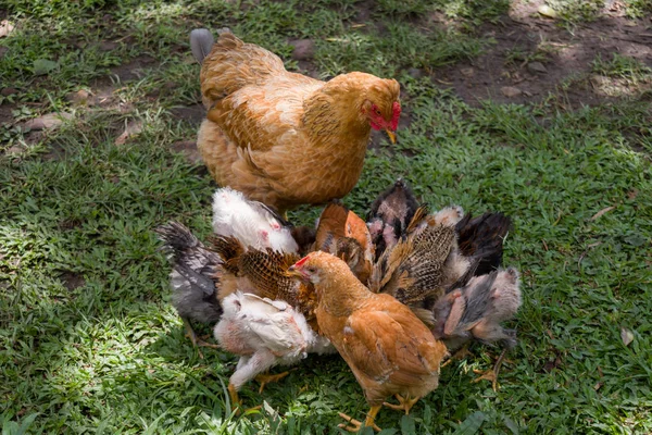 Gallina Rozando Con Sus Pollitos — Foto de Stock