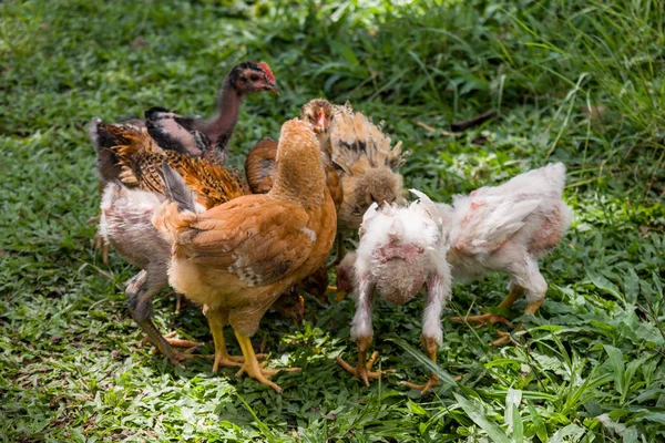 Höna Bete Med Hennes Kycklingar — Stockfoto