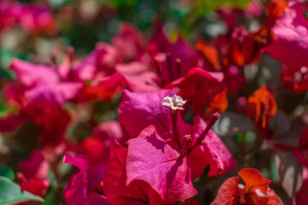 Tapete Mit Roten Blumen Vordergrund — Stockfoto