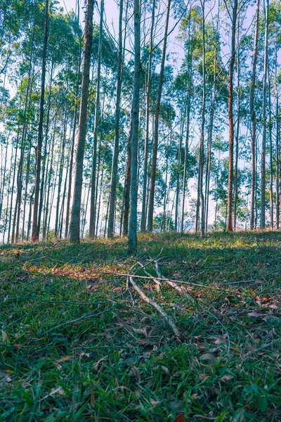 Eucalyptusskogen Med Mättade Blå Himmel — Stockfoto