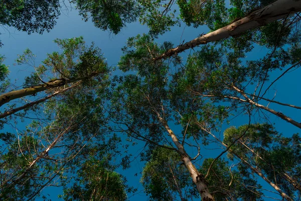 EUCALYPTUS FOREST WITH SATURATED BLUE SKY