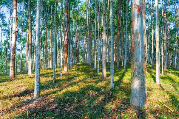 EUCALYPTUS FOREST WITH SATURATED BLUE SKY