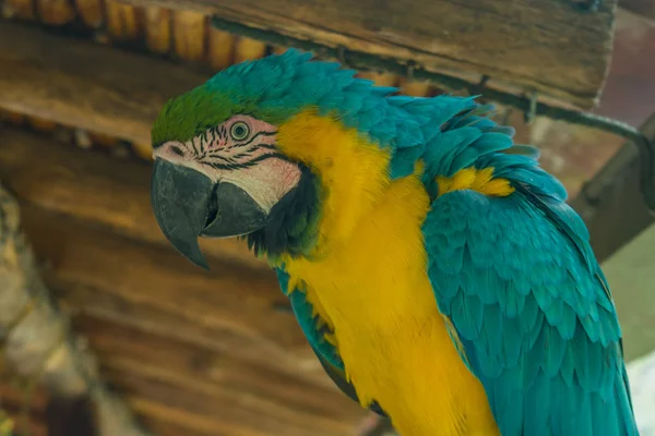 Bellissimo Macaw Full Color Giallo — Foto Stock