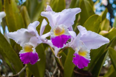 Kolombiyalı orkide çiçekleri