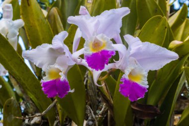 Kolombiyalı orkide çiçekleri