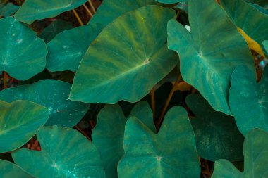 yaprakları ile su damlaları