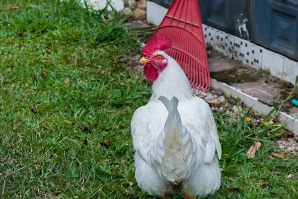 Gallo de pollo —  Fotos de Stock