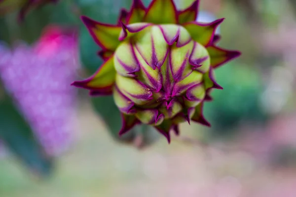 美しい花の芽 — ストック写真