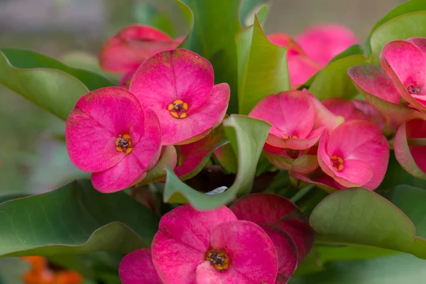 Fondo de flores rojas — Foto de Stock