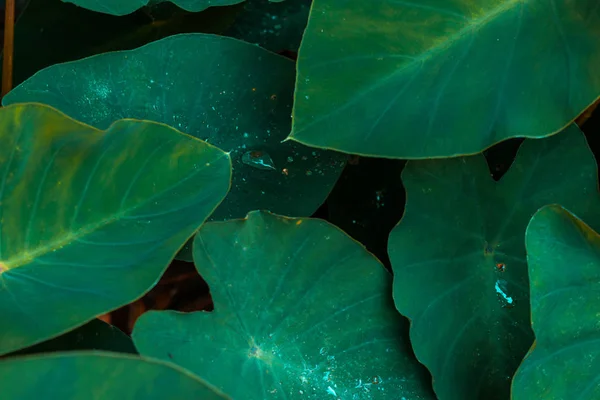Bladen med vattendroppar — Stockfoto