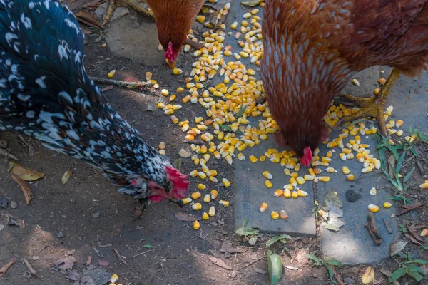 HENS Eating Corn — стоковое фото