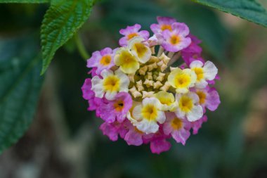 Makro görünümü güzel çok renkli çiçek ön planda