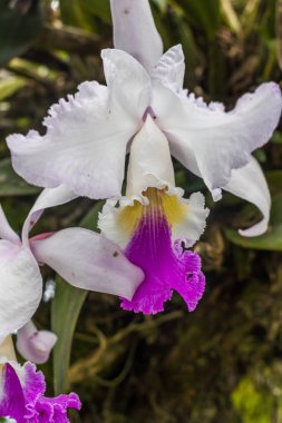 güzel beyaz Kolombiyalı orkide yakından görmek