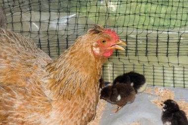 Yeni doğan civciv rustik çiftlik avlusu ile Creole tavuk