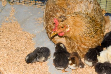 Yeni doğan civciv rustik çiftlik avlusu ile Creole tavuk