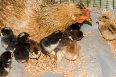 Yeni doğan civciv rustik çiftlik avlusu ile Creole tavuk