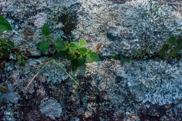 Kis zöld növények nőnek nagy szikla nyitó tökéletes háttérkép — Stock Fotó