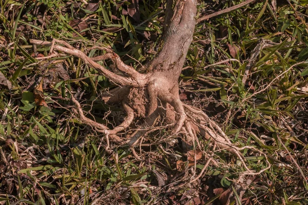Raíz seca de un pequeño árbol sobre hierba verde en primer plano — Foto de Stock