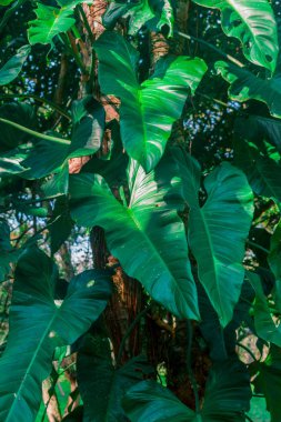 büyük yeşil yaprakları ile bitki sürünme