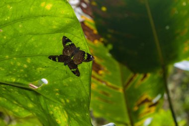 çiftleşme kelebekler