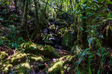 Nemli Kolombiya Yağmur Ormanları