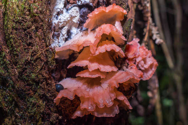 WILD MUSHROOMS ON DECAYING WOOD