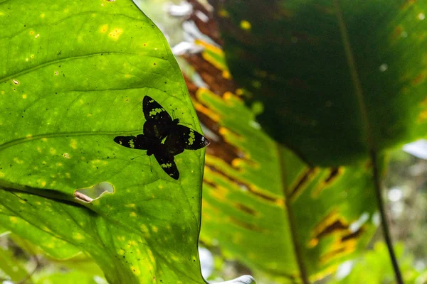 Farfalle accoppiamento — Foto Stock