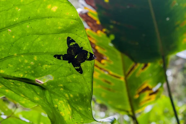 Спаривание бабочек — стоковое фото