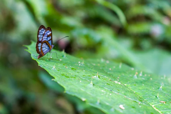 Blauer Schmetterling auf grünem Blatt — Stockfoto