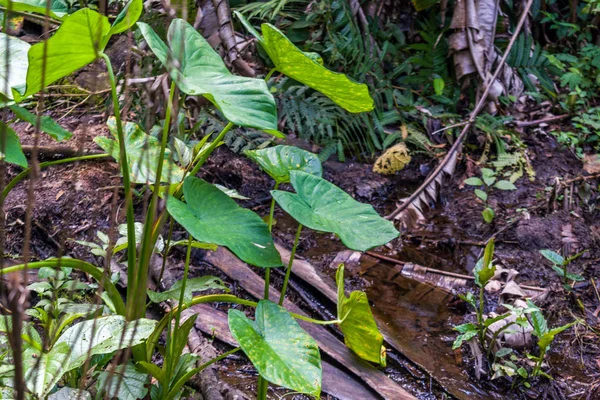 Selva molhada — Fotografia de Stock