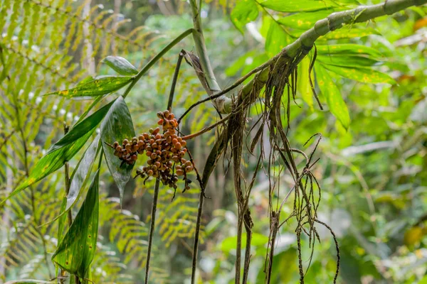 FRUTTI DI PALM SELVATICI — Foto Stock