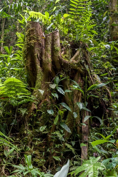 TRUNK OF BIG TREE FELLED — Stock Photo, Image