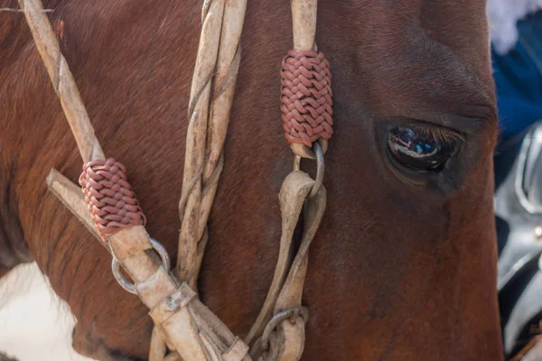 horse face in the foreground