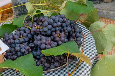 Taze Isabella Üzüm