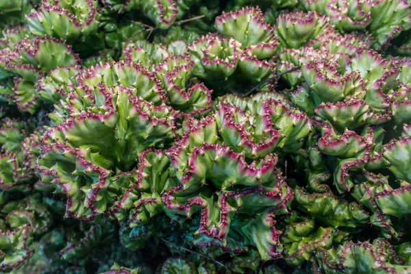 CACTUS CEREBRO PT PRIMER PLANO — Fotografia de Stock