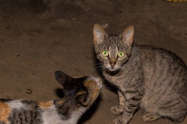 Kameraya bakarak kediler