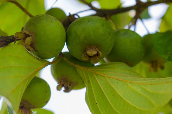 CAMPIONI DI FRUTTA ESOTICA — Foto Stock