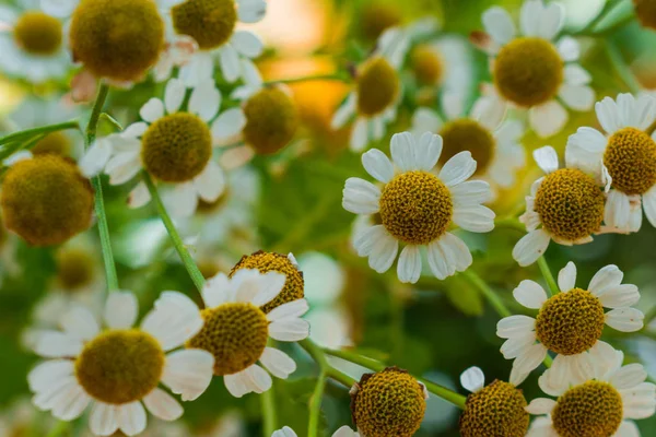 CHAMOMILE FLOWERS IN THE FOREGROUND — Stock Photo, Image