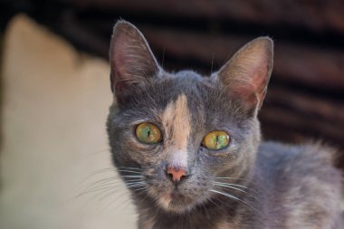 Yeşil Gözlü Kedi Nin Yüzü