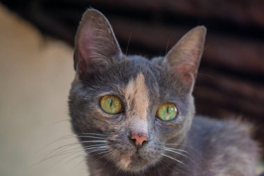 Yeşil Gözlü Kedi Nin Yüzü