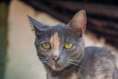 Yeşil Gözlü Kedi Nin Yüzü