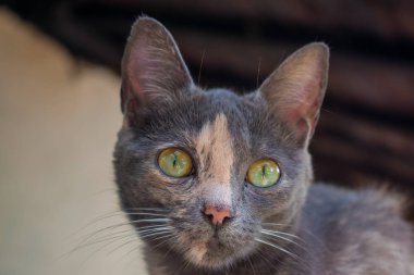 Yeşil Gözlü Kedi Nin Yüzü