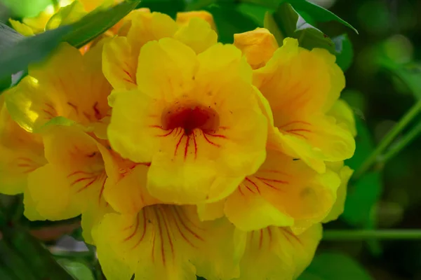 As flores amarelas — Fotografia de Stock