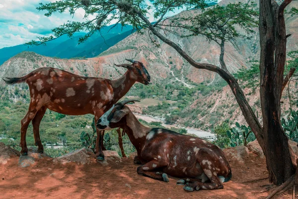 Chicamocha Kanyonunda Keçiler — Stok fotoğraf