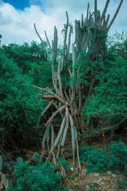 Yeşil ağaçlarla çevrili Eski Kaktüs
