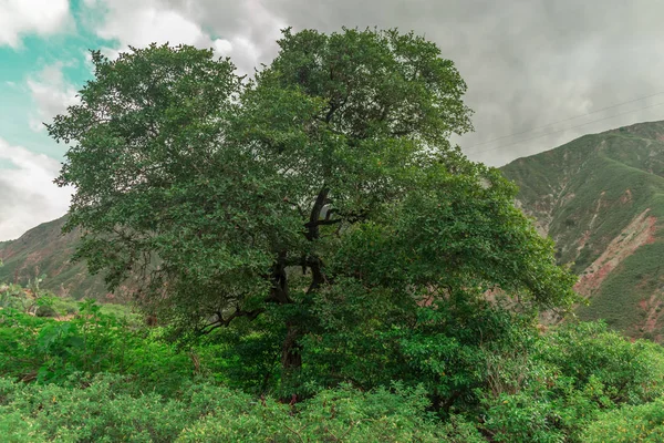 Großer grüner Baum — Stockfoto