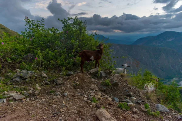 Chicamocha Kanyonu — Stok fotoğraf