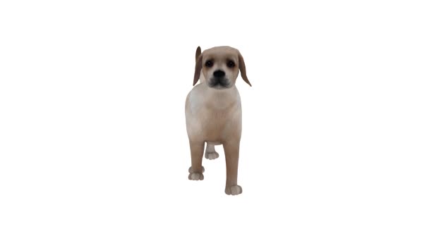 Pies Animowane Modelu Przenoszenie Obracanie Full — Wideo stockowe