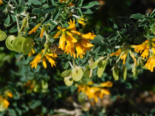 Honey Bee Nebo Api Mellifera Měsíc Trojlístek Nebo Medicago Arborea — Stock fotografie